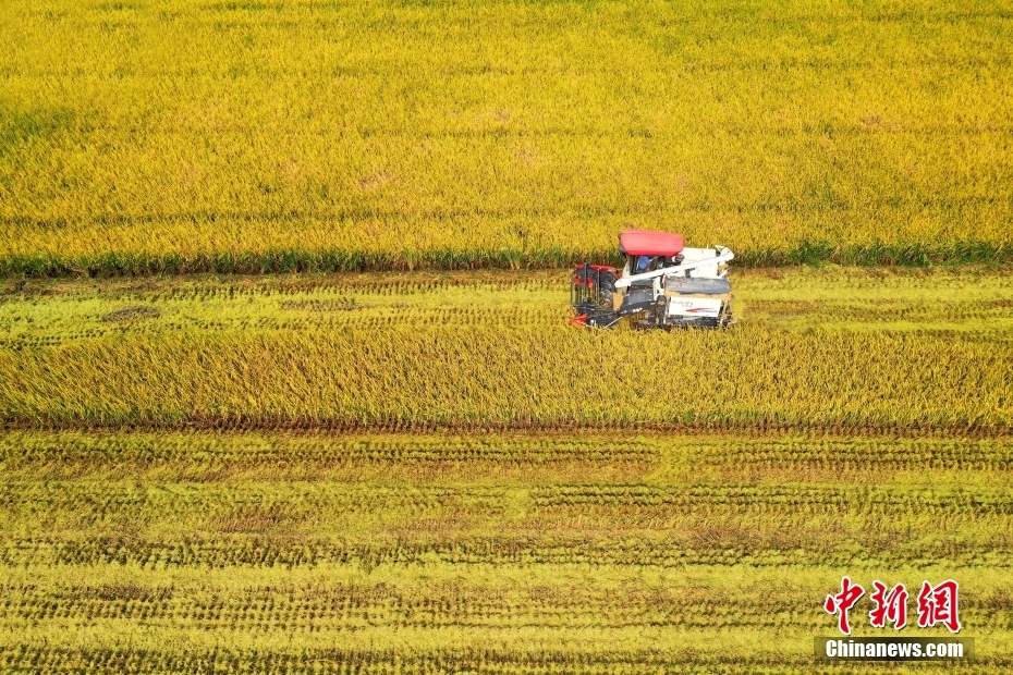 白露至 各地一片农忙景象