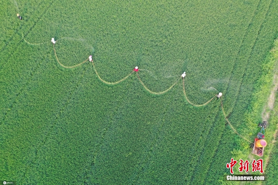 白露至 各地一片农忙景象